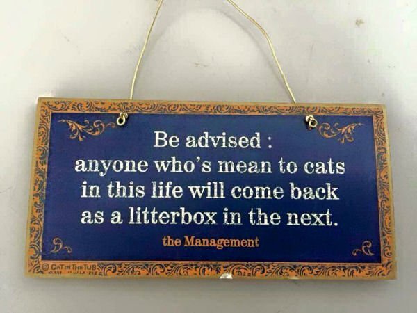 purringtonpost's tweet photo. Notice from Management... #catsrule #cats https://t.co/ioBblv6Tbb