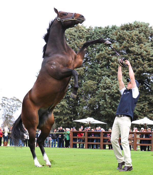 SwettenhamStud's tweet photo. Creativity(3rd) &amp; Kinetic Design(2nd) are Master of Design's stakes placegetters  from 5 runners #siretowatch🏇 https://t.co/7FO4xBgMg1