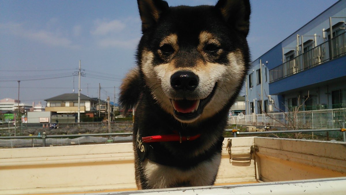 かんた 晴れてきたから軽トラの荷台で日向ぼっこ 暑いかなぁ T Co Kbwa2qdyly