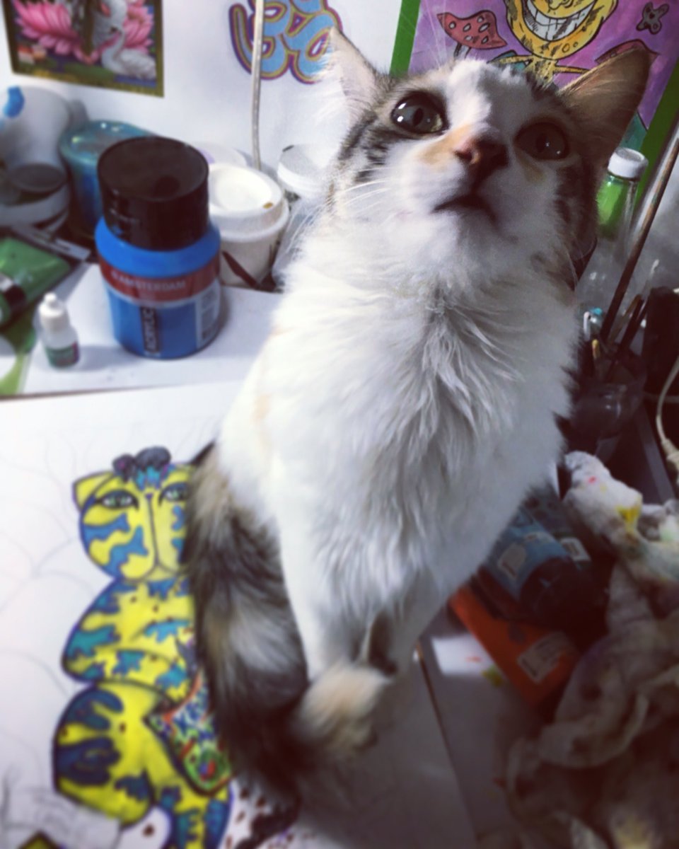 gatosilimitados's tweet photo. Dinner please! Now! #Macchiata #gatosilimitados #adrianagasperi #AdoptDontShop #calico #lovecats #catart #cats #neko https://t.co/TiAuHFC17C