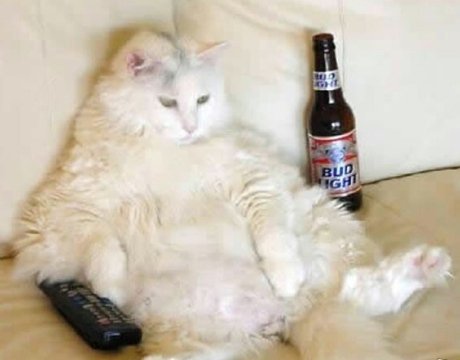 TGGBJeff's tweet photo. @ZeAlphaNerd @zer0ru1n @Jmelhouck @TheBushOnline @TGGBofficial #picslip time #catpics #feline #hashtagsrfun #Meow https://t.co/ACQIVHno4y