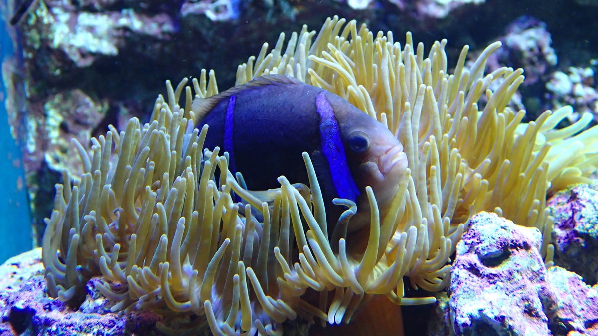 サンシャイン水族館 こちらのイソギンチャクも広い意味でサンゴの仲間 クマノミが共存し イソギンチャクに身を隠し天敵から身を守ります サンシャイン水族館 サンゴの日 T Co Tnr3gxesaj サンシャイン水族館 こちらのイソギンチャクも広い意味でサンゴの仲間 クマノミが共存し イソギンチャクに身を隠し天敵から身を守ります サンシャイン水族館 サンゴの日 T Co Tnr3gxesaj