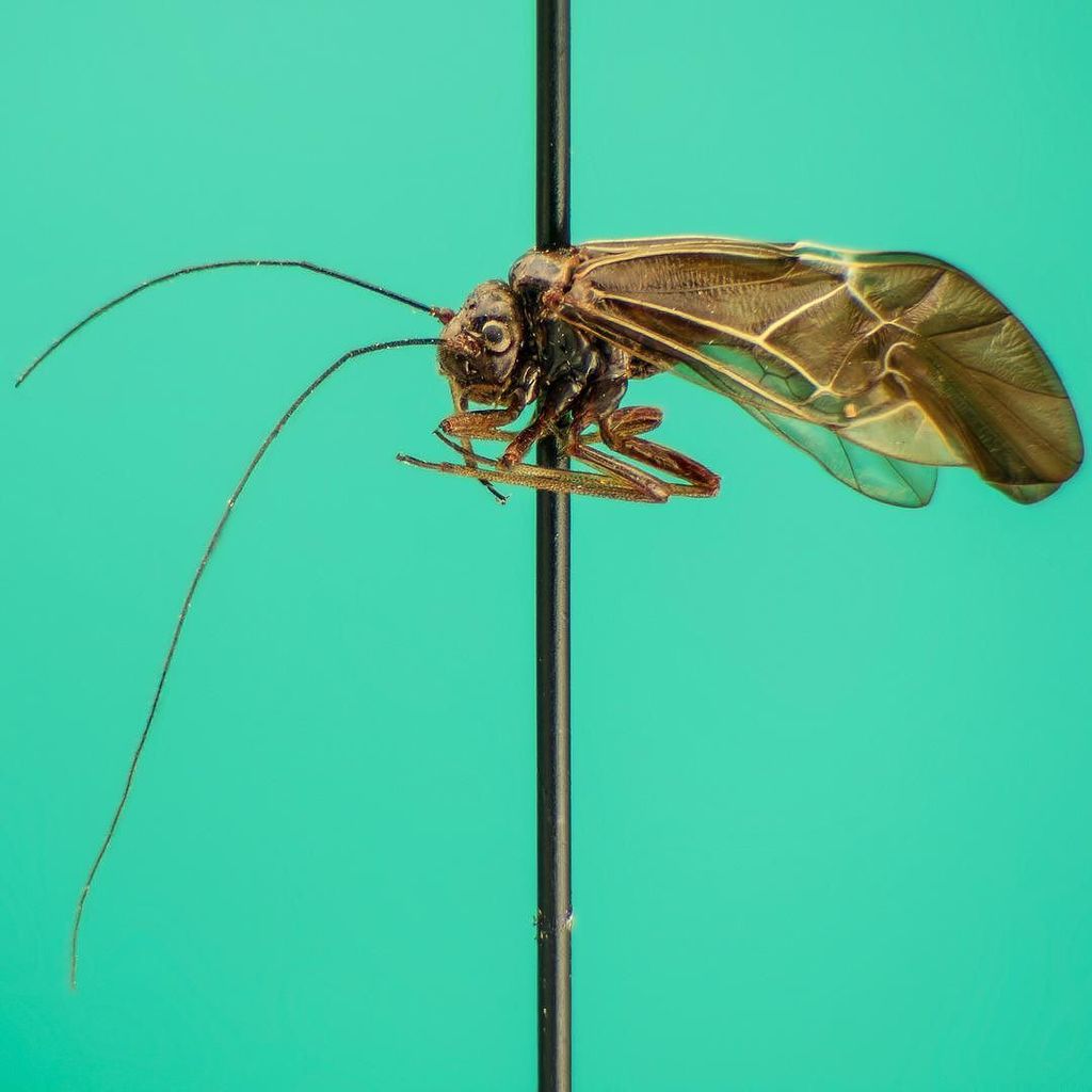 BioInFocus's tweet photo. #365Insects 64: #Cerastipsocus venosus (Burmeister, 1839)
Bark lice like this one are som… https://t.co/CXGxpr0Gh2 https://t.co/t9cphTc9Tr