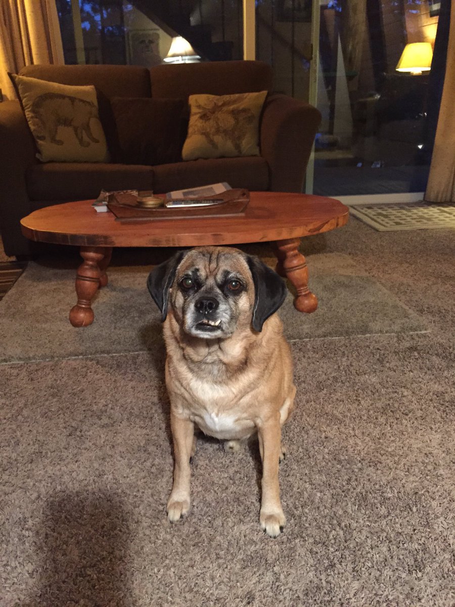 ProfeOsoSDA's tweet photo. Enjoying a mellow weekend with Astro at the cabin grading Persuasive Essays. https://t.co/iWZLqovb44