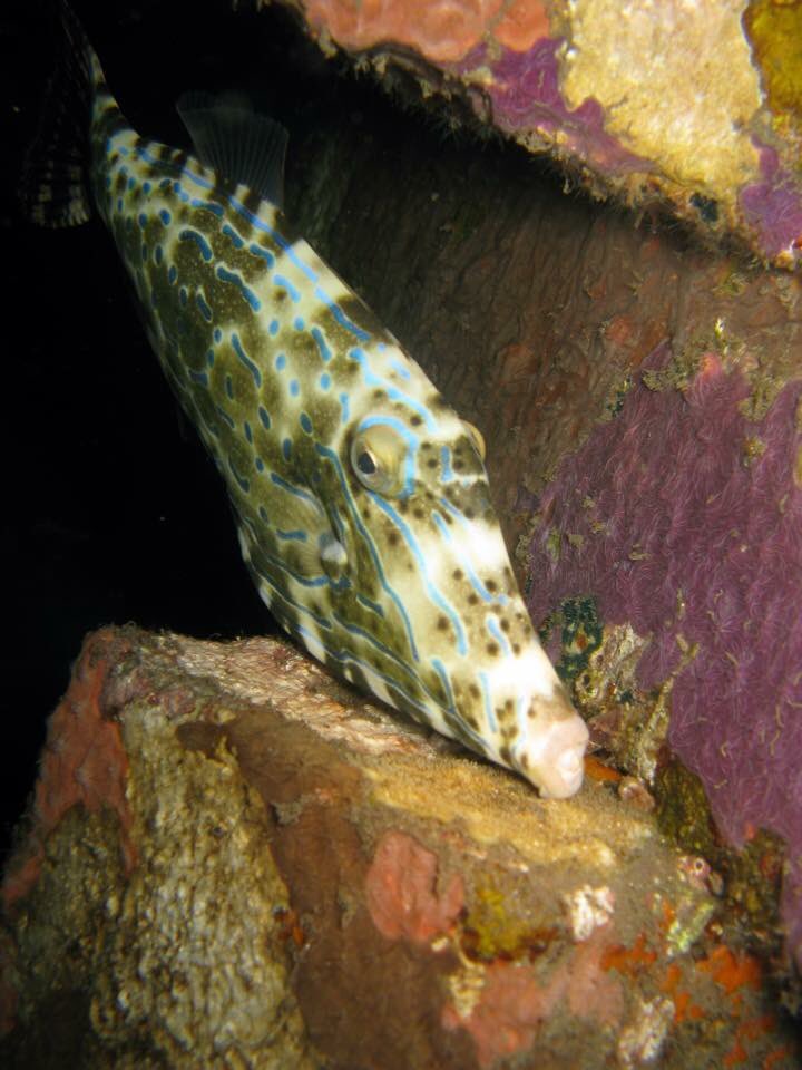 PLOUF Diving - Bali tweet media