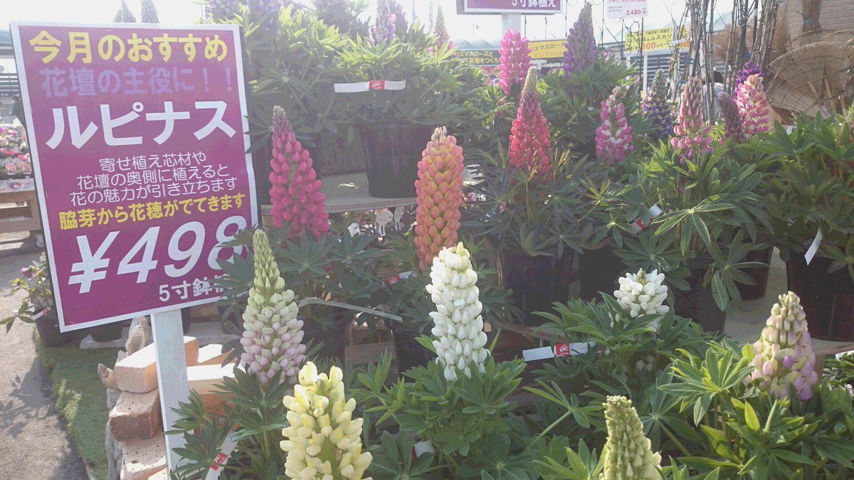 ジョイフル本田 ガーデンセンター Pa Twitter ガーデンセンター富里店 本日の新入りさんです ルピナス 花壇植えなら存在感抜群 寄せ植えの芯材にもぴったり 株元からも花穂が咲きます 是非 週末はガーデンセンターへ T Co Czzx97e2yx