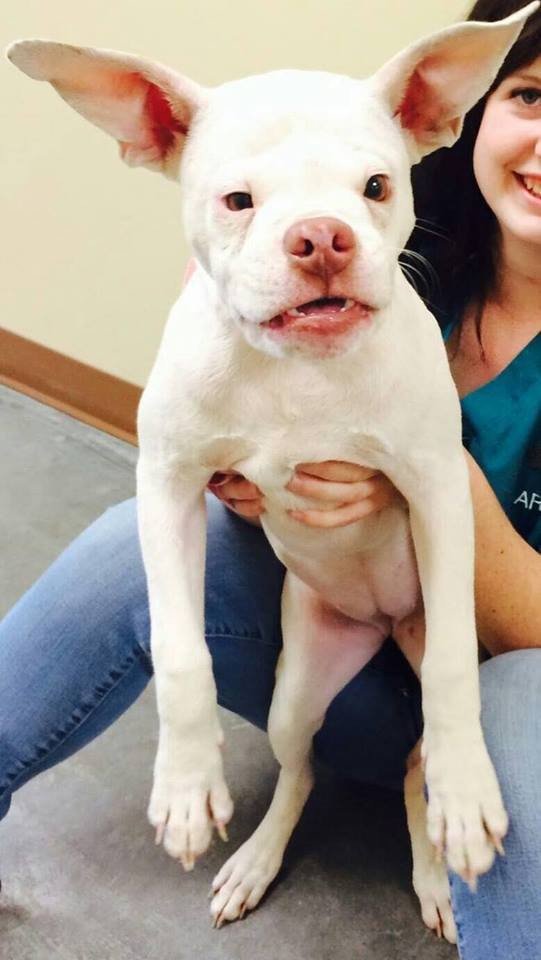 dodo's tweet photo. Special needs dog finds the perfect parents https://t.co/CnfjNXsjaw https://t.co/LUmmpKFtEB