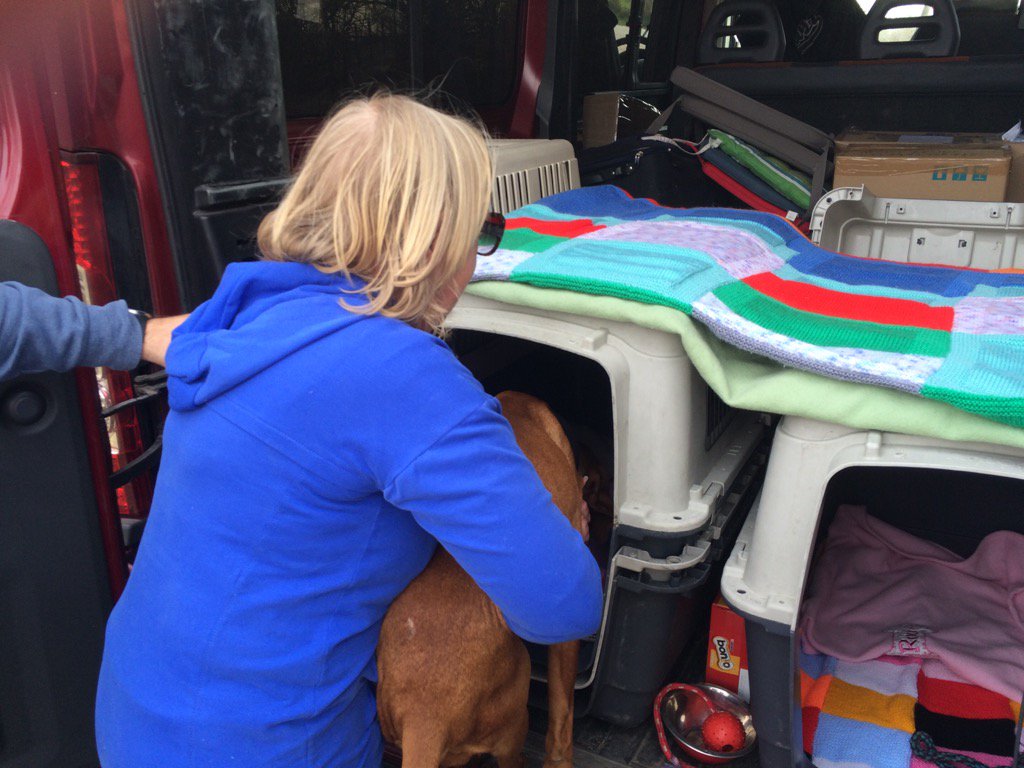 DeborahMeaden's tweet photo. On her way @sofewig and she is very special. Thank goodness for @VizslamentesUK https://t.co/AODqDsZyoY