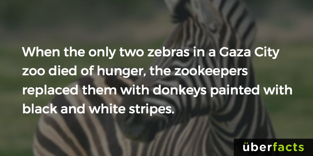 UberFacts's tweet photo. They seriously painted a couple of donkeys... https://t.co/QCbVeilews