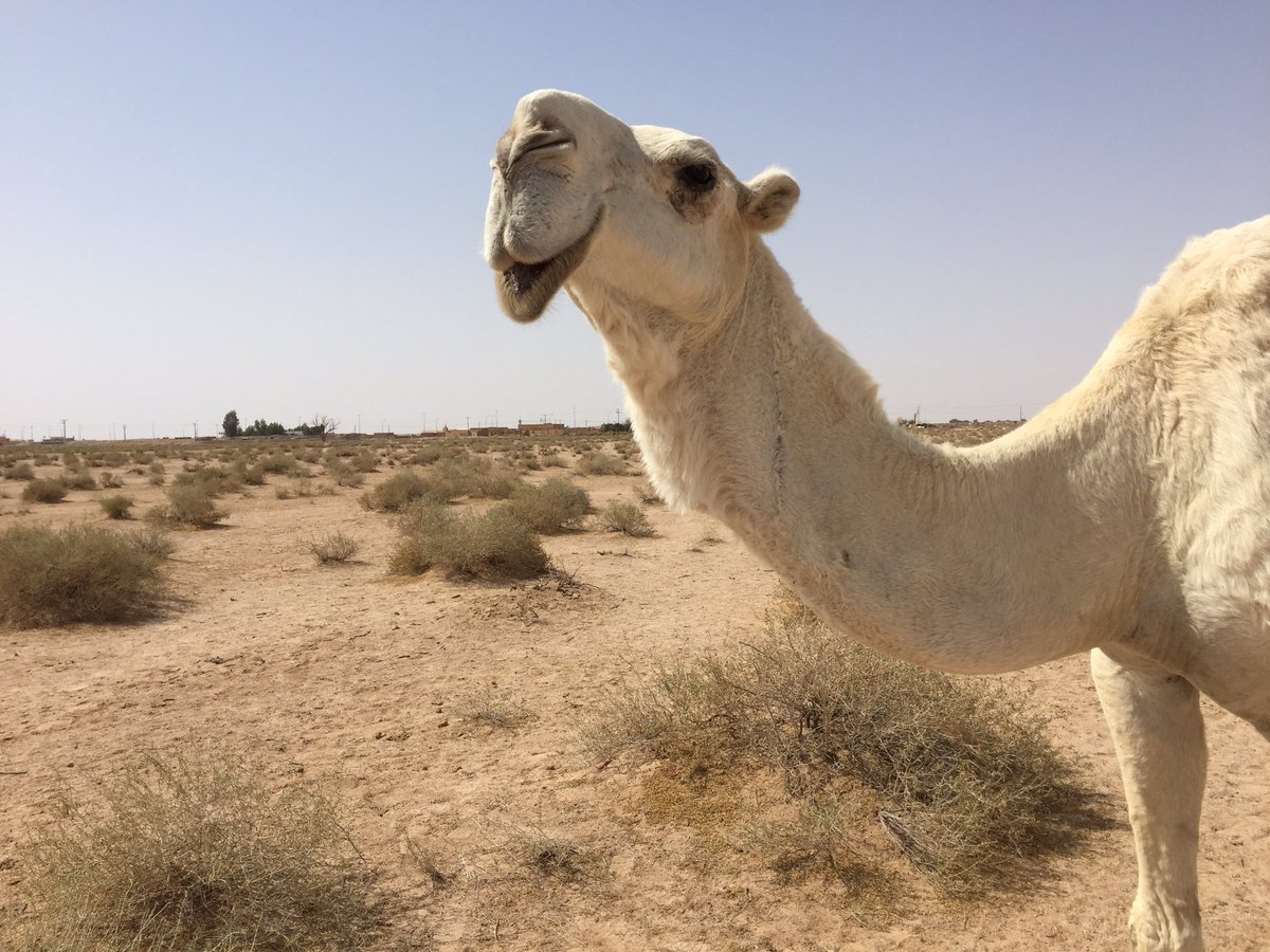 ⚡️  خزااااامه  ⚡️
،
،
💢🔴  للمالك  🔴💢
،
عويض بن زايد العضيله
،
،
✨   ما شاء الله  تبارك الله   ✨