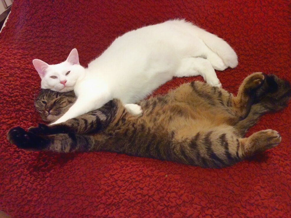 無重力猫ミルコのお家ねこ休み展 on Twitter &quot;ニトリのソファカバー 気持ちいいみたい。 https//t.co/d8EEUaRlei&quot;