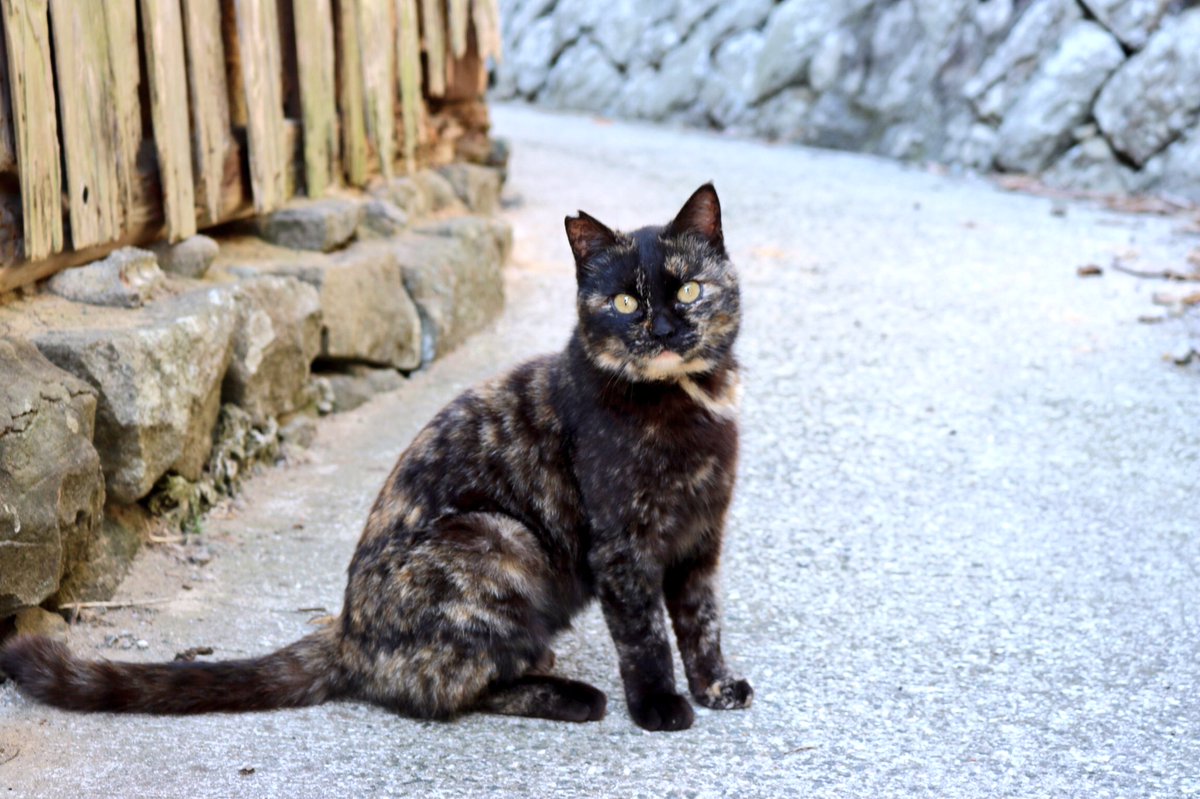 猫の島 青島 サビ猫のブサちゃん 子猫の時はブサイクな顔立ちだったので ブサと名付けられたそうです 今ではこんなに可愛いのに T Co Ar99axvxax