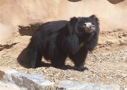 ナマケグマ Twitter Search ナマケグマ Twitter Search