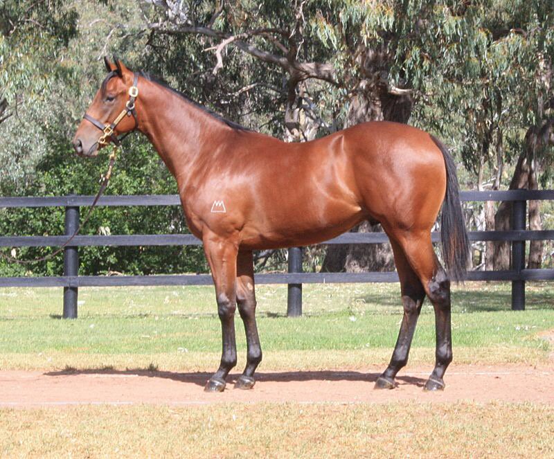 cspearce1's tweet photo. Just arrived at Forge On Park WA. Not A Single Doub't x Tiamo Baby Colt. Travelled beautifully. #danielpearceracing https://t.co/rrDbXWHqqH