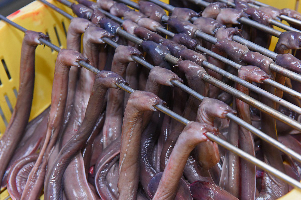 Takahashi En Twitter 今日の一枚は秋田県潟上市 珍味 棒アナゴ こと クロヌタウナギの貴重な水揚げ写真 ザ グリード って映画思い出す Akita T Co 7ld8corwt2 Twitter