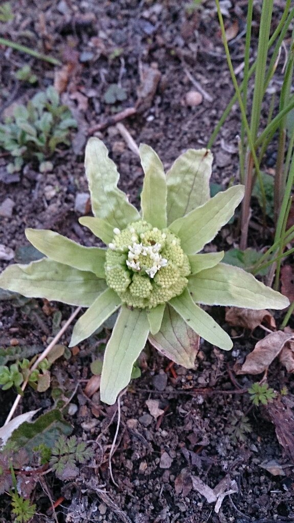 julia36J's tweet photo. Spring is jurt around the corner! Happend to find Butterbur sprouts and heard Bush warbler singlng. https://t.co/cBLc9DE3ti