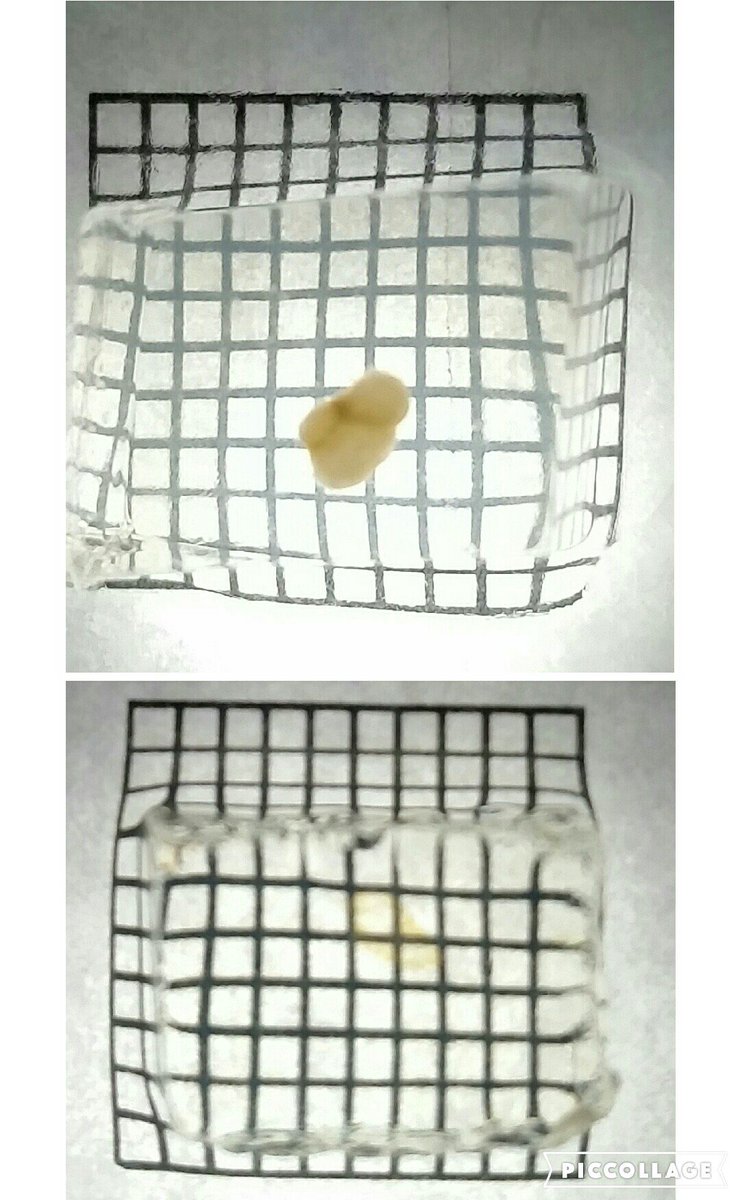 Peter Gordon (@idoscience) on Twitter photo Expelliarmus he said to the lymph node, and lo it was invisible #tissueclearing #scienceworkedforonce Expelliarmus he said to the lymph node, and lo it was invisible #tissueclearing #scienceworkedforonce