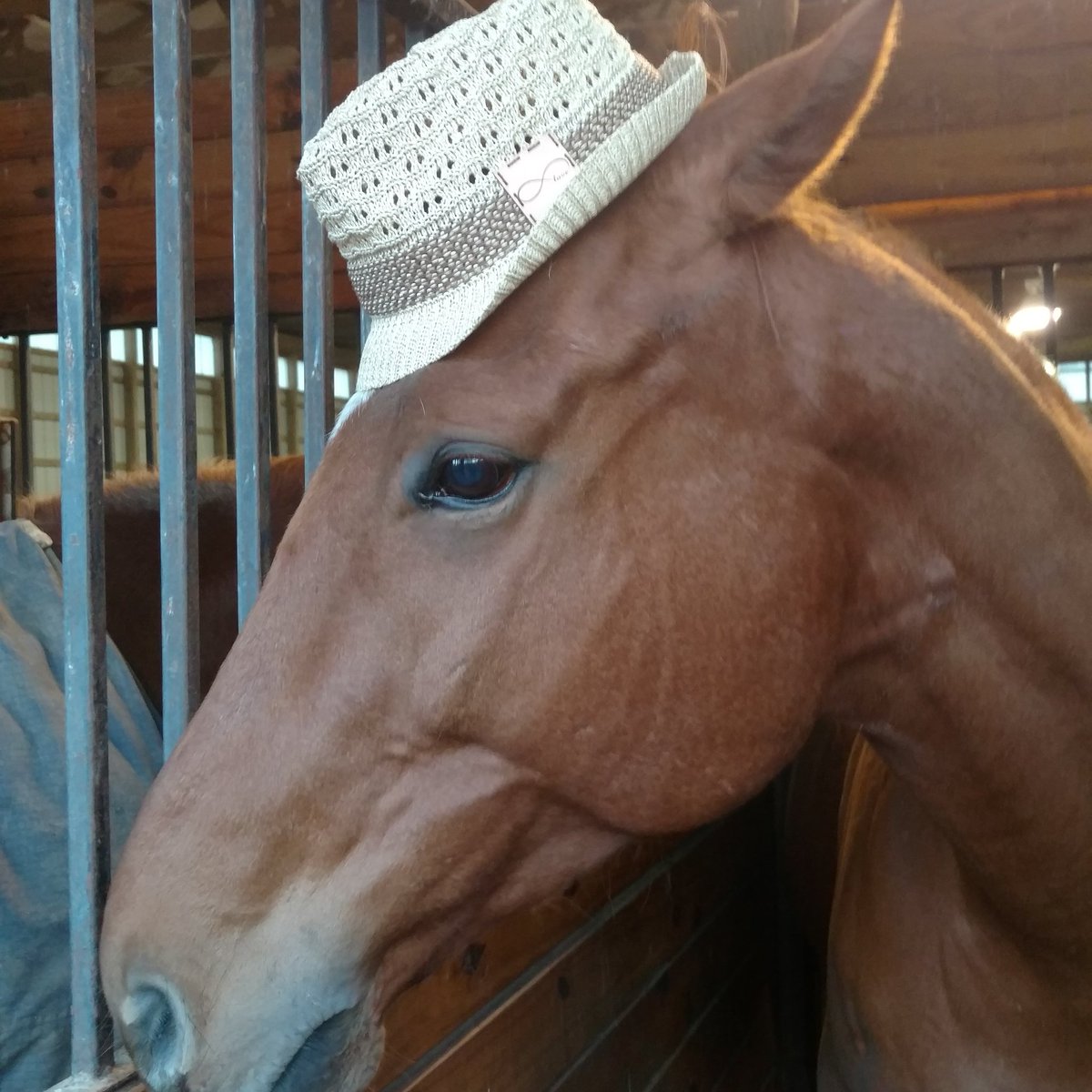 styleprdiva's tweet photo. @EquineCreatives  Puck rocking the @HippySpiritBoho  Fedora https://t.co/POMGocAMYI