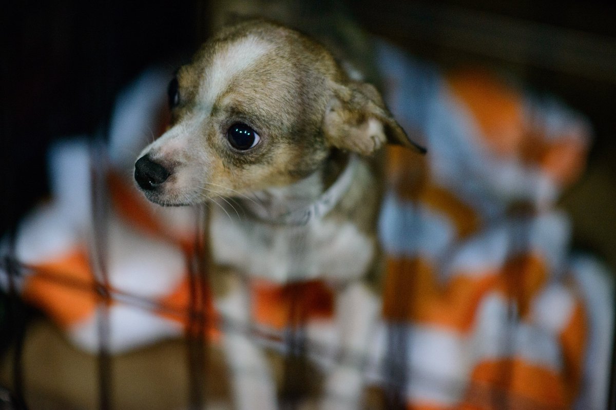 fayobserver's tweet photo. Do you have room in your home for a former Haven pet? 
#petadoption https://t.co/G13cv2T6DM https://t.co/41nxcDHi3W