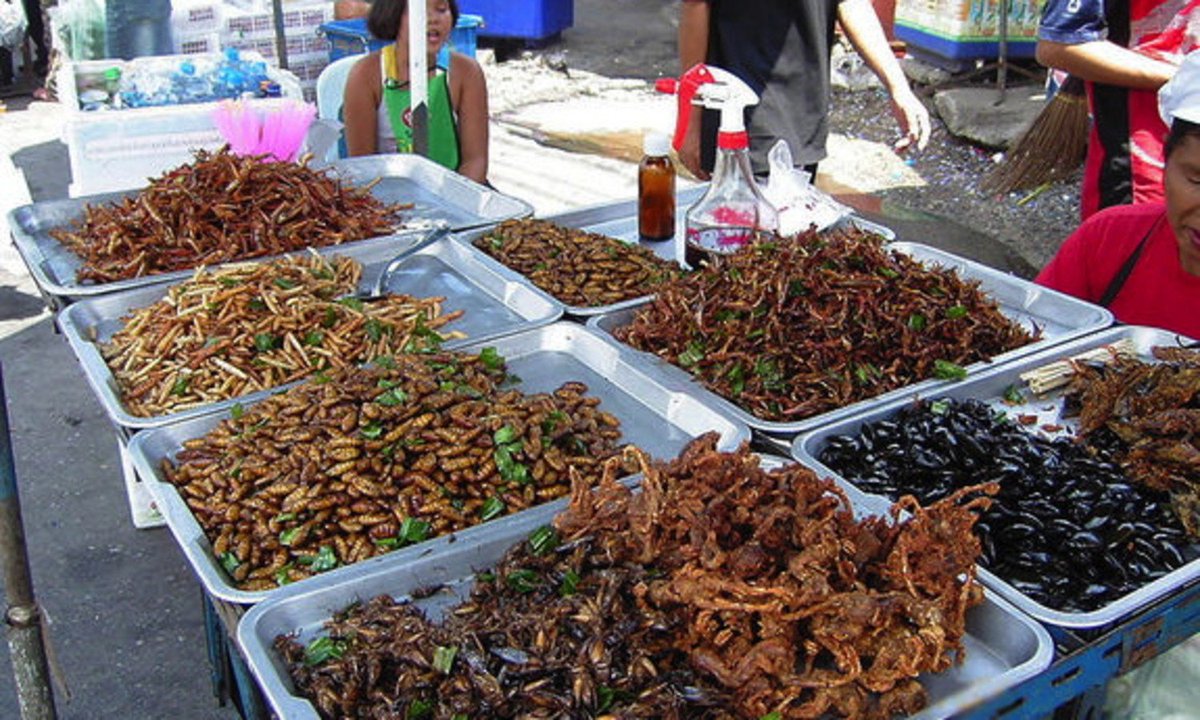 foodtank's tweet photo. Two billion people eat insects, and you can too - https://t.co/QIrNSBBpab #FoodTank https://t.co/ecOW7B0bTn