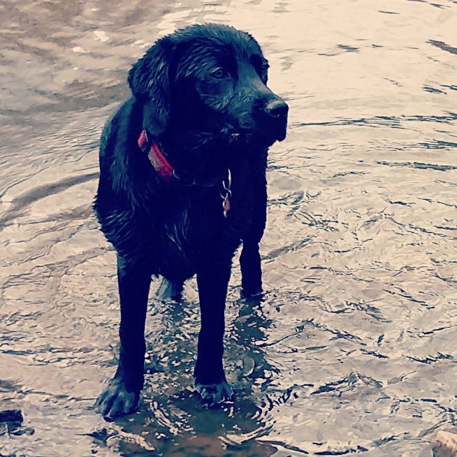 suttylass's tweet image. #LabStar Whatever the weather in the water!! #CrazyCanine #Labtails