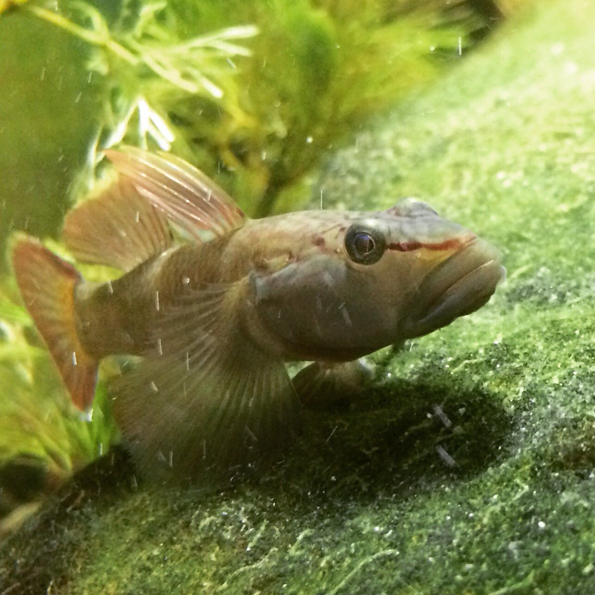 安春川たんけん隊 よーーやく顆粒タイプの餌を食べるようになった 冷凍アカムシや乾燥イトミミズしか食べない強情なやつでした トウヨシノボリ ヨシノボリ 川魚 T Co Ncfrh6rh29