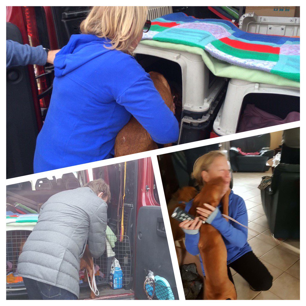 VizslamentesUK's tweet photo. Zep and Rozi have set off to meet their families in the UK. We asked @DeborahMeaden to send them on their way ❤️ https://t.co/aUVPuhhdpf