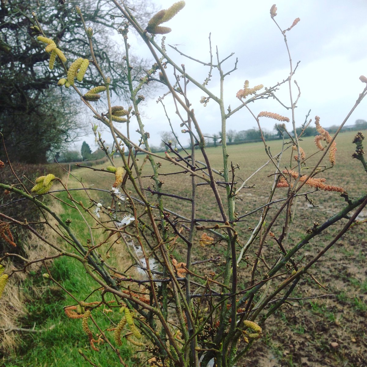 This really is 'BareBlooms' ! A spot of hedge combing to add that wild, true seasonality to my Mother's Day bouquets