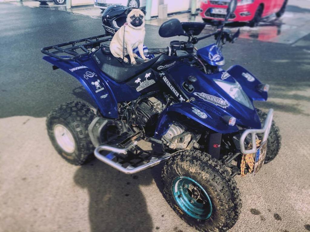 Puglee_Pug's tweet photo. #hoonigan #quad #kymco #bubi #mops #grenzgänger #custommomentsphotography #custommoments #SUF #pugs #pug #pugsofins… https://t.co/5Cl9GYNL6g
