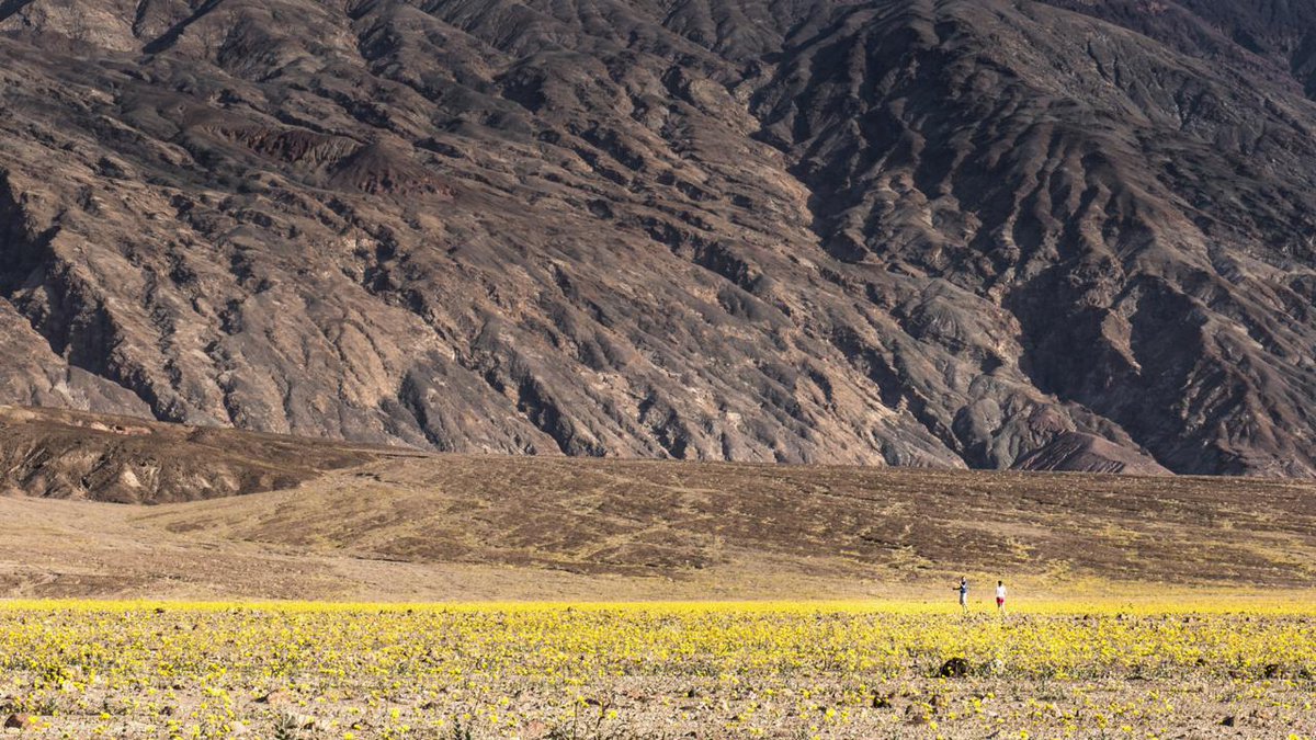 Amazing death valley: A desert’s once-in-a-decade super bloom via bbctravel buff.ly/1QsOd7p #ttot #travel