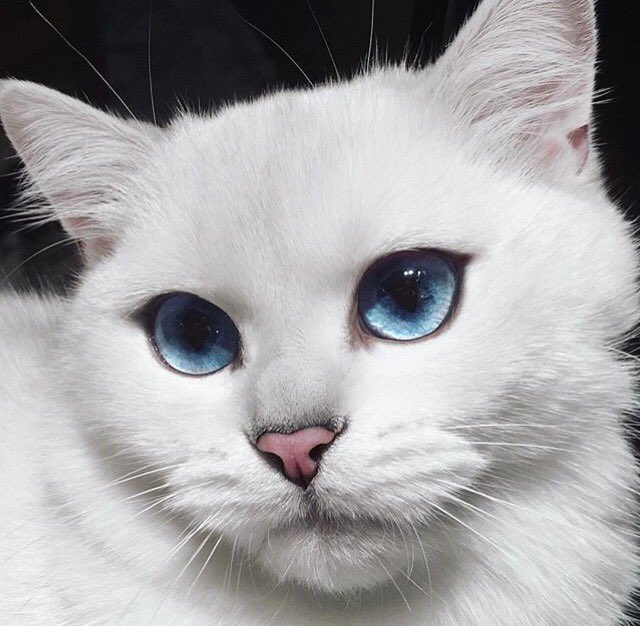 GossipRoomOff's tweet photo. Voici Coby, le chat aux plus beaux yeux du monde qui fait un ravage sur les réseaux sociaux 😻💙 https://t.co/rRl7PJwE6l