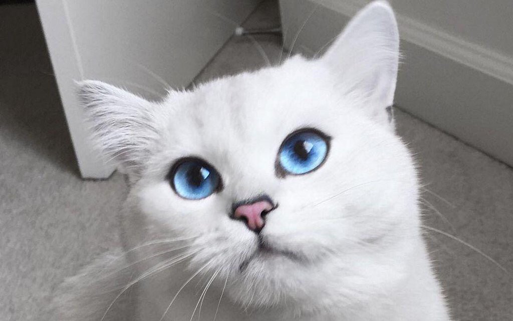 GossipRoomOff's tweet photo. Voici Coby, le chat aux plus beaux yeux du monde qui fait un ravage sur les réseaux sociaux 😻💙 https://t.co/rRl7PJwE6l