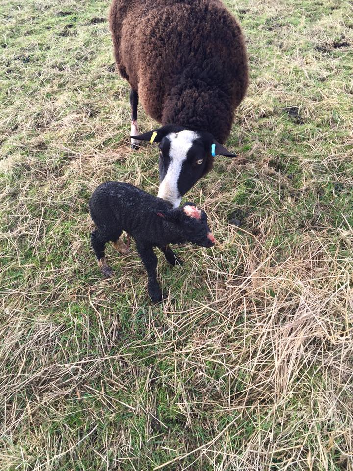 OakleaBarn's tweet photo. NEW ARRIVAL @OakleaBarn FOR JEMIMA THE ZWARTBLE SHEEP https://t.co/ewFZua1TXq