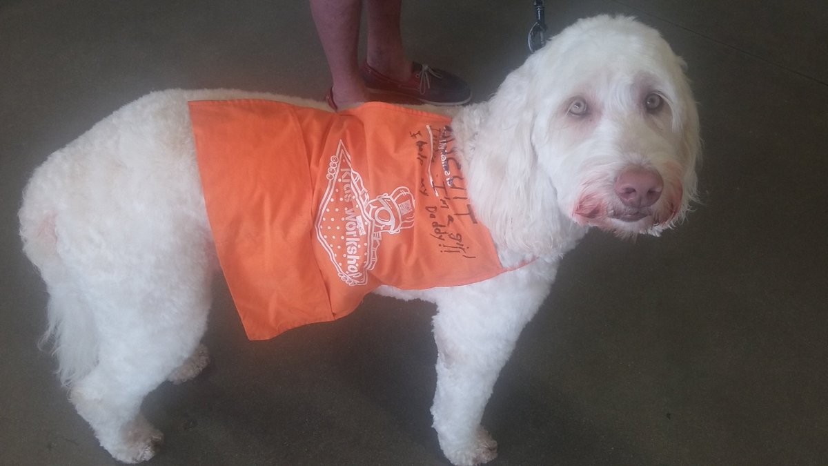 HD6331's tweet photo. @THDSpecialtyOps @teahsoto @brianjabel2 @SHAMWOW99 #havingfunwhilegettingitdone our new wooofing-specialist Biscuit https://t.co/cth0PbDuXL