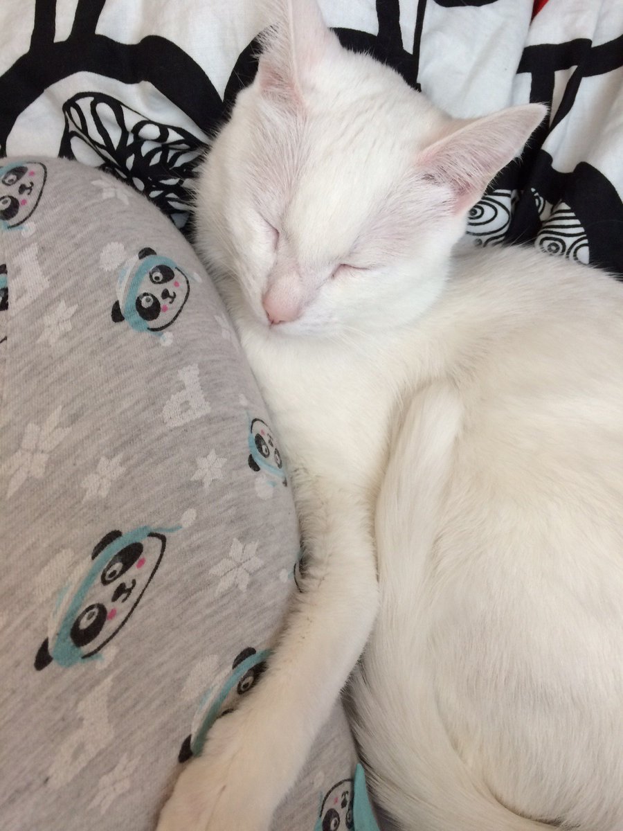 LittleDaisyDo's tweet photo. Im Daisy, and today is a day of rest for me! Do Not Disturb! https://t.co/SdI7z8MRzH