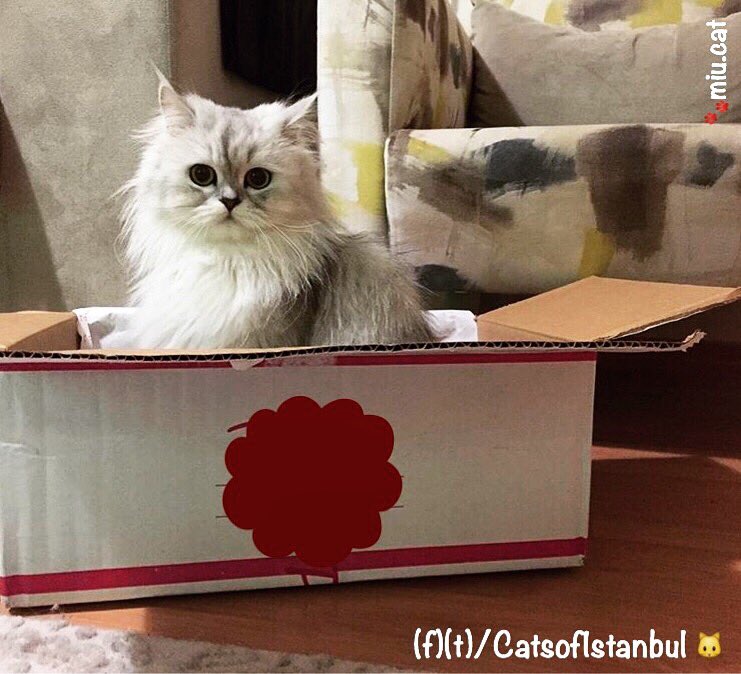 Bu kutuya bayıldım! | I'm loving this box! 📦🐱❤️ via <a href="/miu/">みう</a>.cat 😘 #catsofistanbul #istanbulkedileri #istanbul #catlover