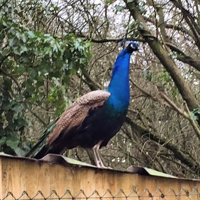 Our peacock Dave decided to jump on the roof and keep a eye on the farm #guardpeacock