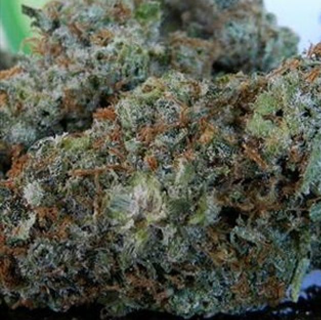 pics_bud's tweet photo. Pineapple Express hybrid of train wreck and Hawaiian https://t.co/7Hq5mHjyAL