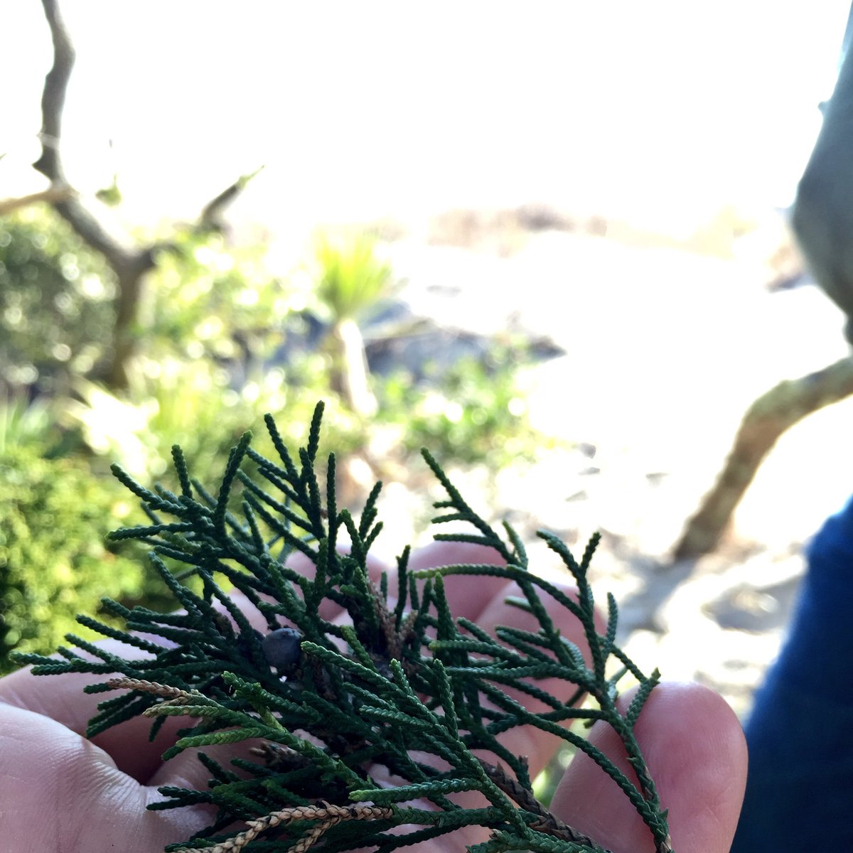 chefsawyer's tweet photo. Juniper happened, beach forage class with @foragerman #CHSWFF https://t.co/gSt9MYY1rB