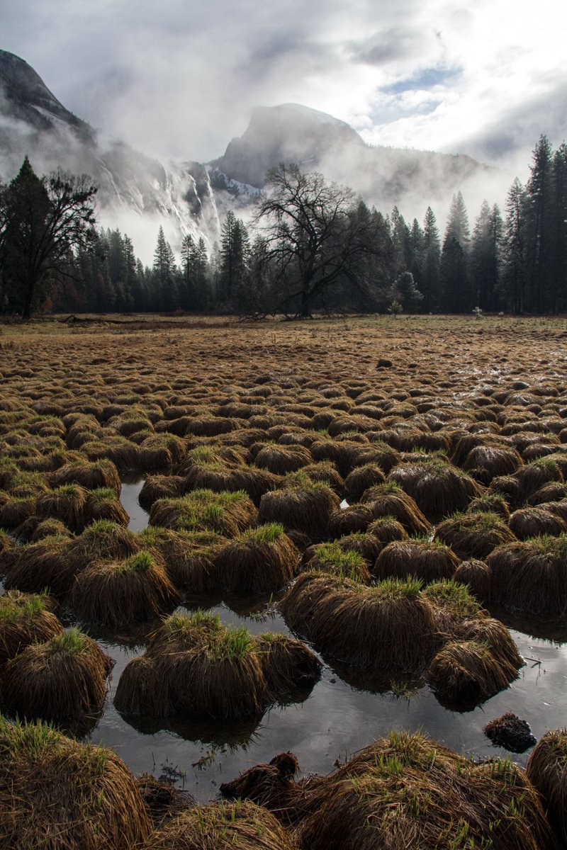 Today's rains will help make Cook's Meadow a home for bears, deer, red-winged blackbirds, flowers, frogs and more!