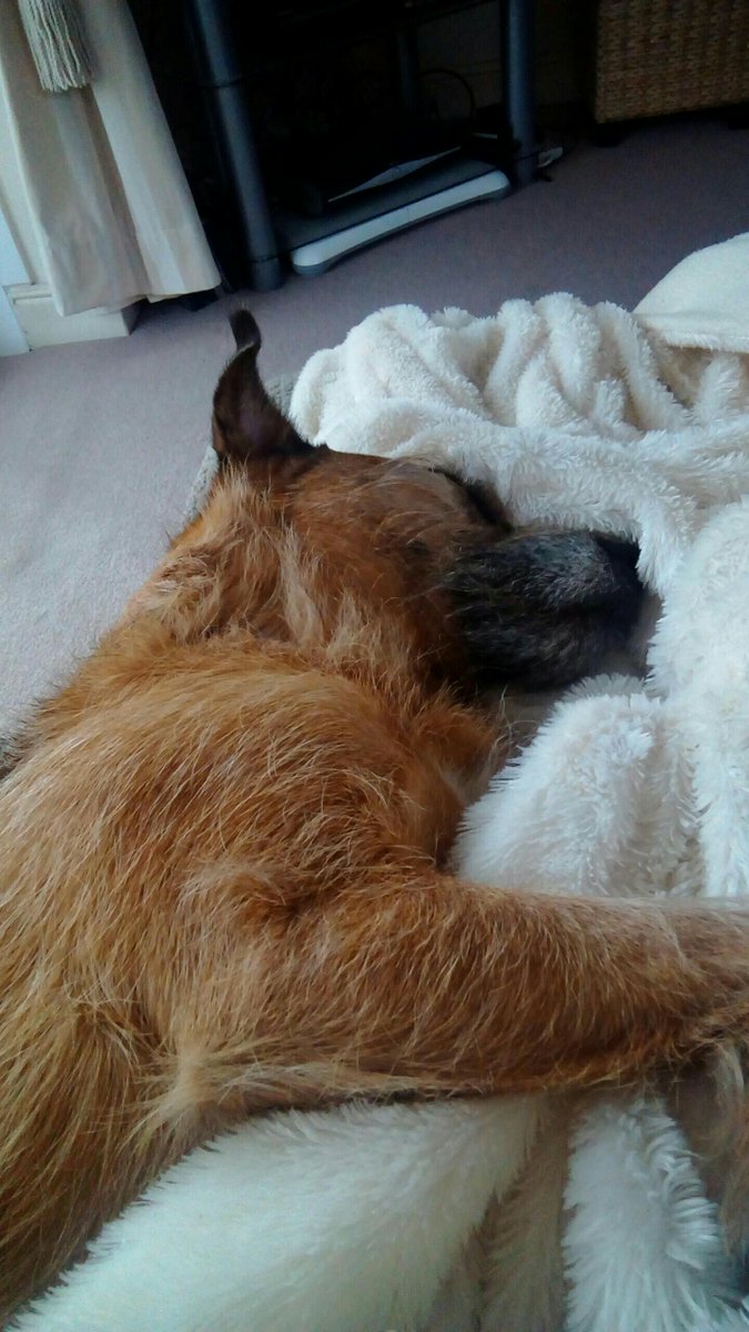 drendel1's tweet photo. It's one of those lazy sort of days!  Missy chilling on my lap 😊 https://t.co/SGGxBlAFzm