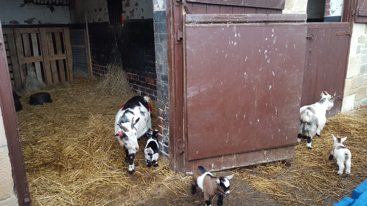 West Barn Pygmy Goat On Twitter Kids First Venture Out