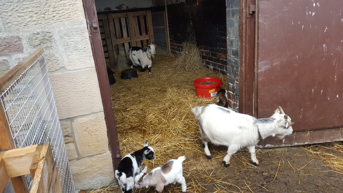 West Barn Pygmy Goat On Twitter Kids First Venture Out