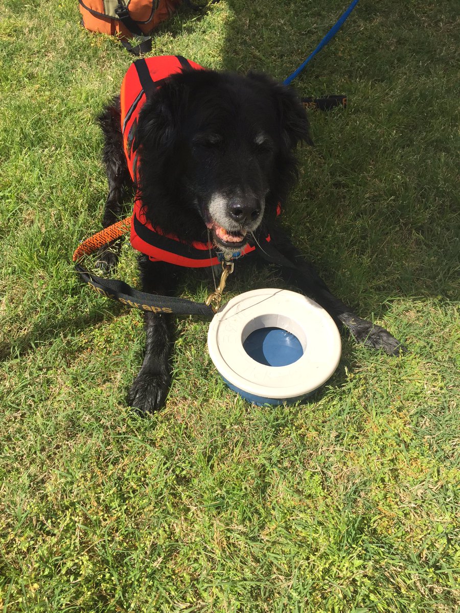 One of our fav veterans, Beringer, is loving this TX weather! Join us at @Meadowtales til 3pm &amp; jump with your dog!