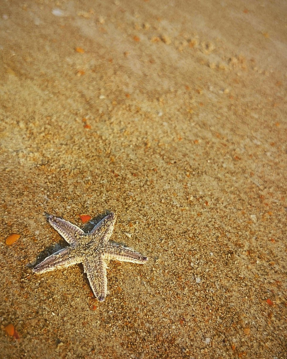 anishgsk's tweet photo. #starfish #beach #majorda #sea #sand #xperiaJourney #xperiaZ1Compact
https://t.co/kQelEsidel https://t.co/GUd2gQHJ2r