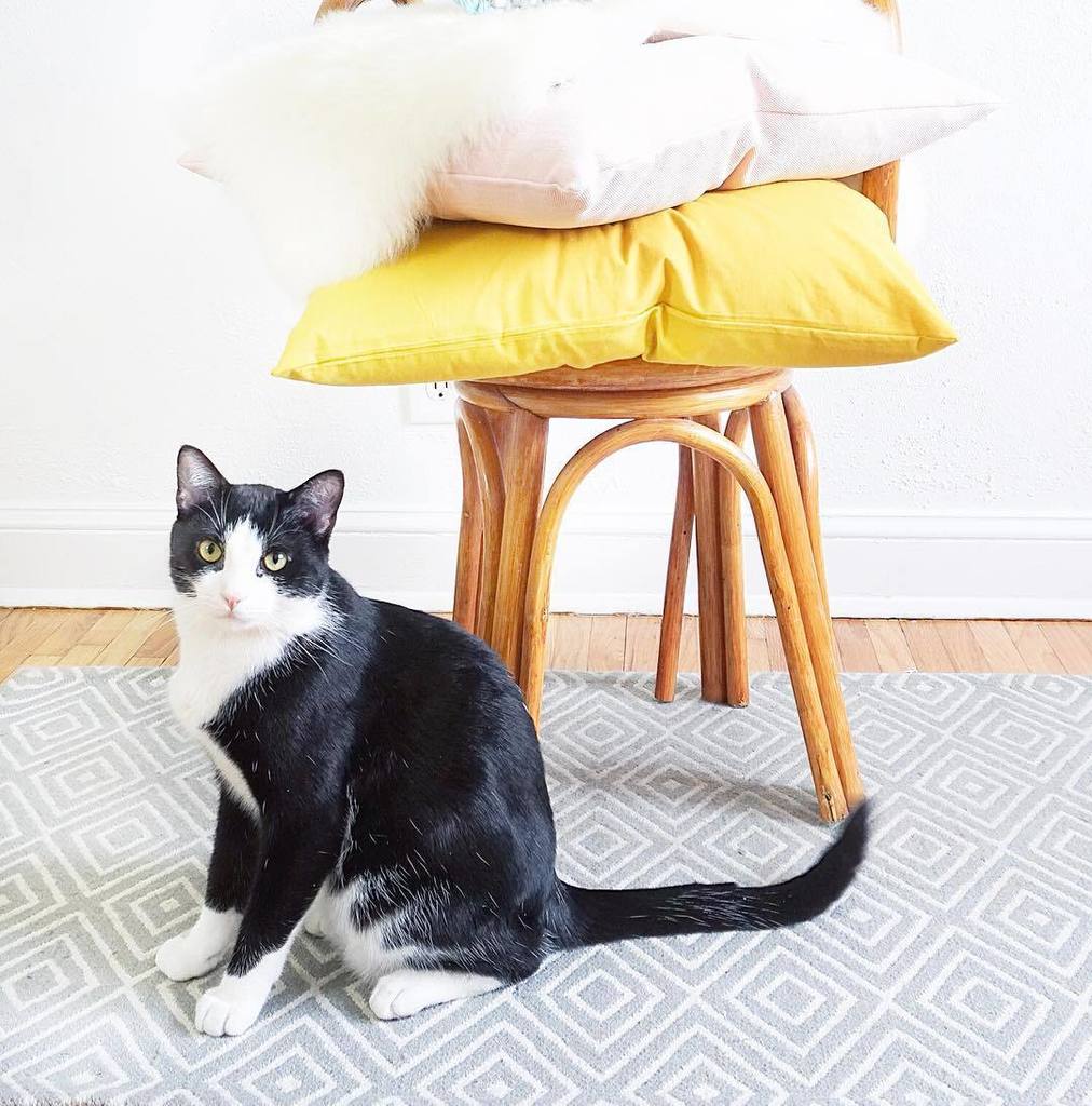 Emfrancoise's tweet photo. I swear he thinks I set things up just to be a backdrop for his portrait. #readyformyclose… https://t.co/gEJWX1cd6t https://t.co/PzoJYo8V2V