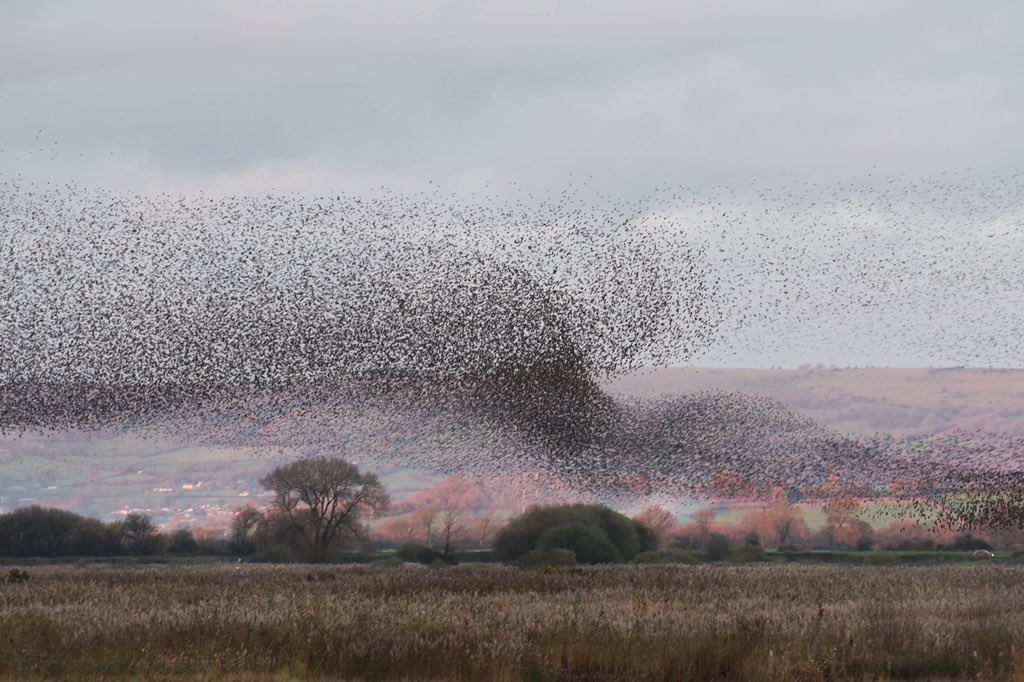 VortexImages's tweet photo. Starling Murmuration, Ham Wall Nature Reserve #somersetlevels #somerset #hamwall #starlings #birding #nature #d750 https://t.co/aRqYww3Az5