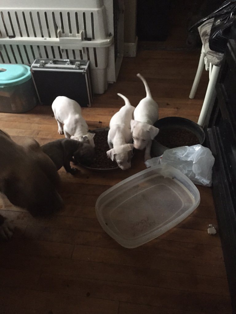 IceColdBully's tweet image. 