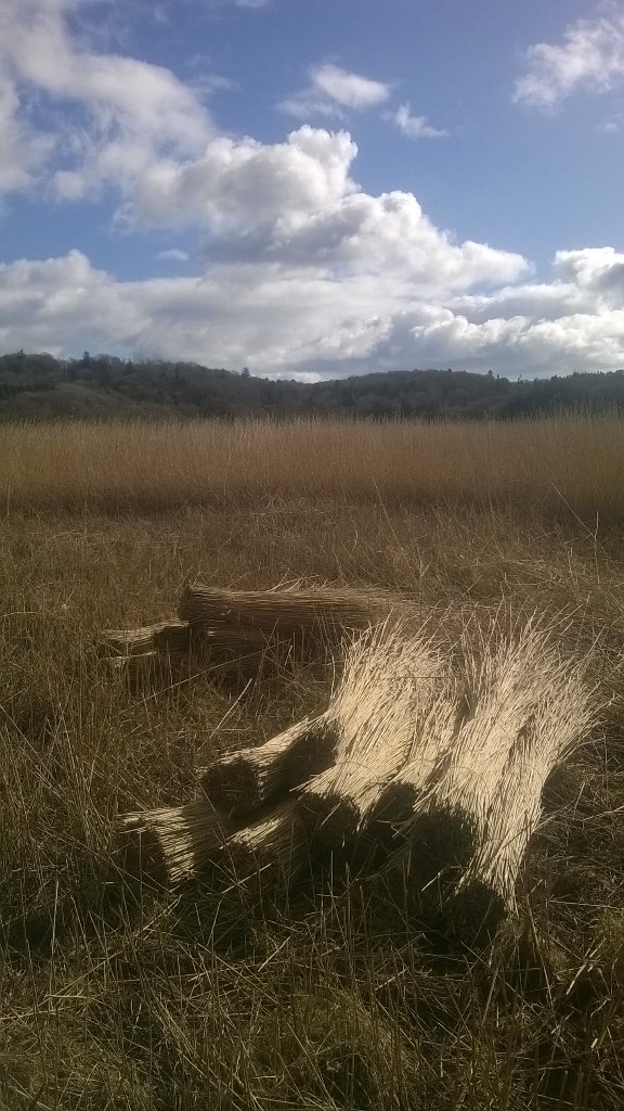 westcorkgarlic's tweet photo. Reed harvesting today for the re-thatch on the 'office' ! Stunning day !!#WildAtlanticWay #Irishthatch #Westcork https://t.co/IfpwxqyxQW