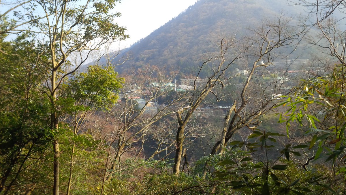 TimberSquirrel's tweet image. I need a Japanese plant identification guide! The trees are all different here. #hakone